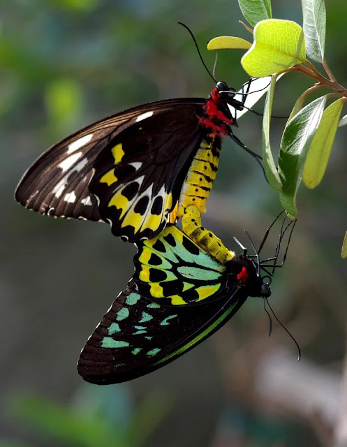 Queen Alexandra’s birdwing – Largest butterfly species in the world, Facts, Photos, Information, Habitats, News